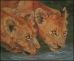 (image for) 2 Lion Cubs Drinking